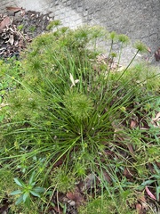 Cyperus prolifer