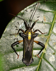 Acocopus