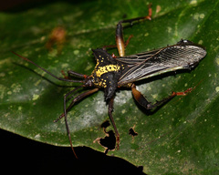 Acocopus