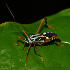 Stenoscelidea cibriana