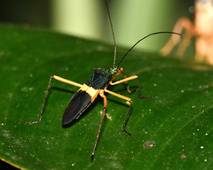 Phthiarella decorata