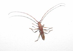 Eurymerus eburioides