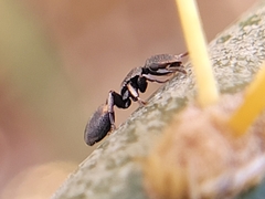 Cephalotes texanus