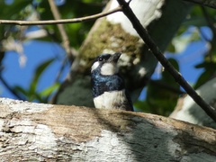 Notharchus pectoralis