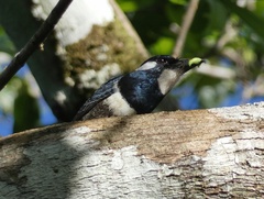 Notharchus pectoralis