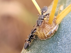 Cephalotes texanus