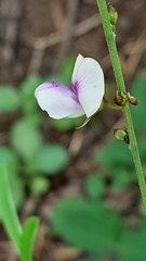 Tephrosia noctiflora