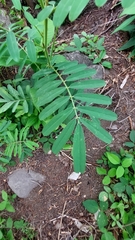 Tephrosia noctiflora
