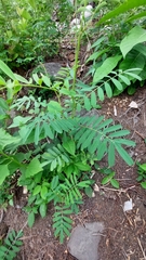 Tephrosia noctiflora