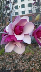 Magnolia liliiflora