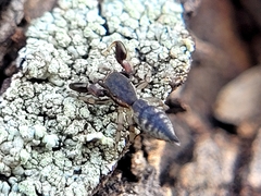 Cheliferoides segmentatus