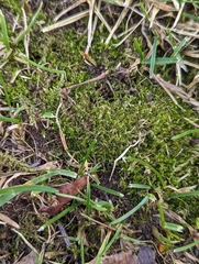 Bryophyta