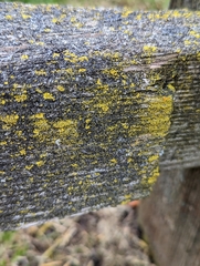 Candelariella efflorescens