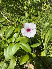 Pandorea jasminoides