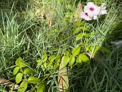 Pandorea jasminoides