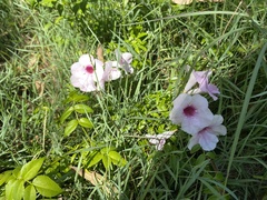 Pandorea jasminoides