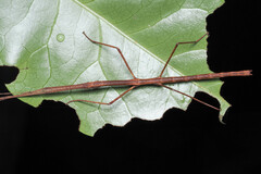 Candovia granulosa