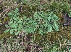 Cardamine hirsuta