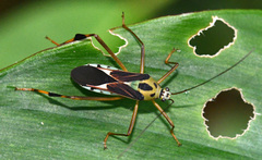 Stenoscelidea hilaris