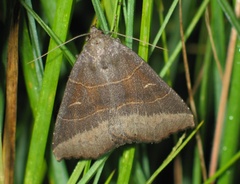Arytrura musculus