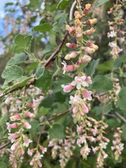 Ribes malvaceum