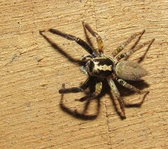 Asaphobelis physonychus