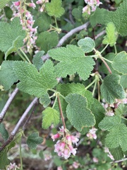 Ribes malvaceum