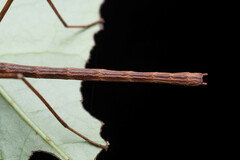 Candovia granulosa
