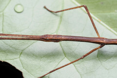 Candovia granulosa