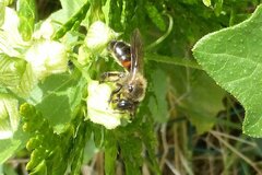 Andrena florea