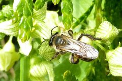 Andrena florea