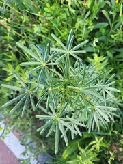 Lupinus angustifolius