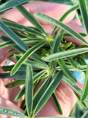 Lupinus angustifolius