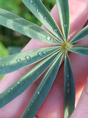 Lupinus angustifolius