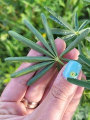 Lupinus angustifolius