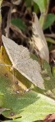 Scopula optivata