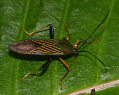Nematopus