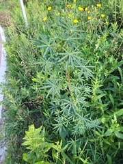 Lupinus angustifolius