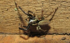 Asaphobelis physonychus