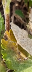 Scopula optivata