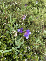 Lathyrus magellanicus