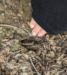 Odocoileus virginianus borealis