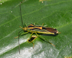 Cnemomis cognata