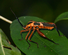 Laminiceps sumptuosus