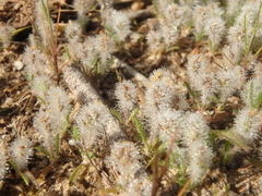 Plantago bellardii