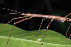 Candovia granulosa