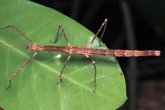 Candovia granulosa