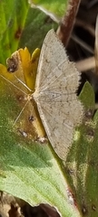 Scopula optivata