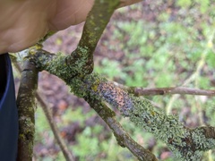 Erythricium aurantiacum