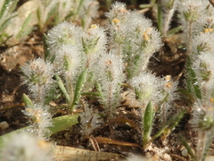 Plantago bellardii